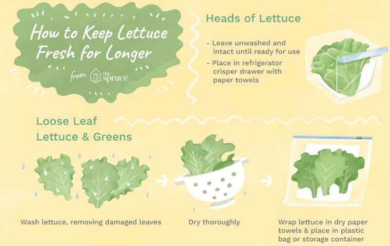 The Way to Keep Lettuce Fresh