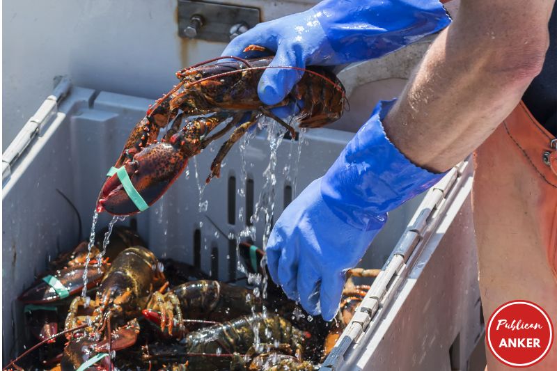 How Long Can Lobsters Stay Alive In A Cooler