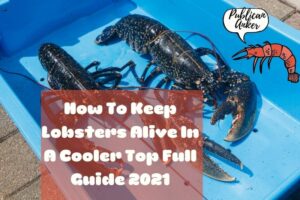 How To Keep Lobsters Alive In A Cooler Top Full Guide 2022