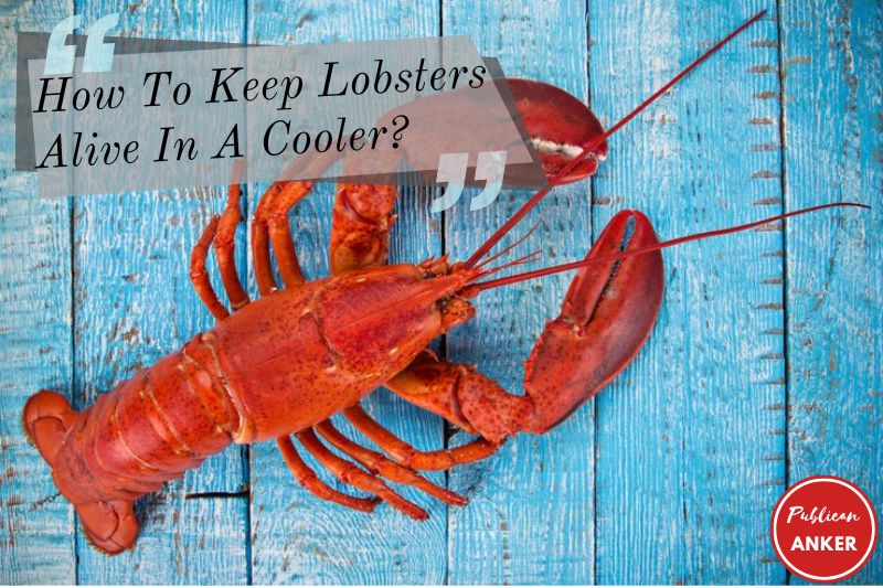 How To Keep Lobsters Alive In A Cooler Top Full Guide 2023