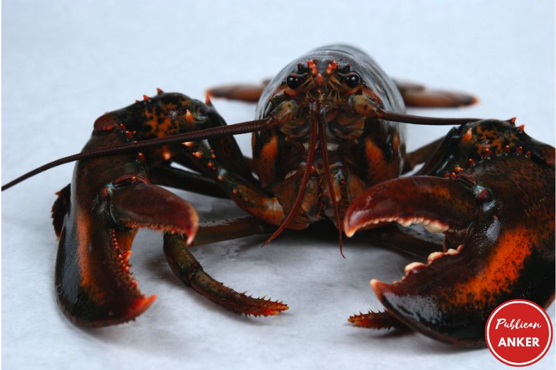How long Can You Store and Keep Live Lobsters Before Cooking