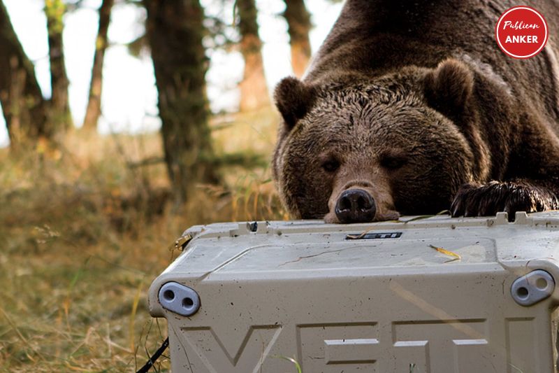 Yeti Bear Proofing